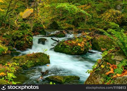 Scenic view of beautiful Oirase Mountain Stream flow passing green mossy rocks covered with falling leaves at Oirase Valley in Towada Hachimantai National Park, Aomori Prefecture, Japan.