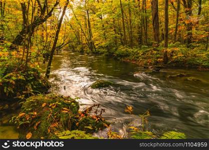 Scenic view of beautiful Oirase River flow in the forest of colorful foliage in autumn season at Oirase Valley in Towada Hachimantai National Park, Aomori Prefecture, Japan.