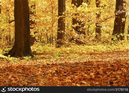 Scenic view of colorful forest in the fall