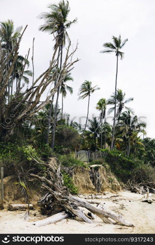 Scenic view of driftwood on tropical beach at Tayrona National Natural Park in Colombia