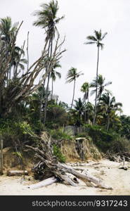 Scenic view of driftwood on tropical beach at Tayrona National Natural Park in Colombia