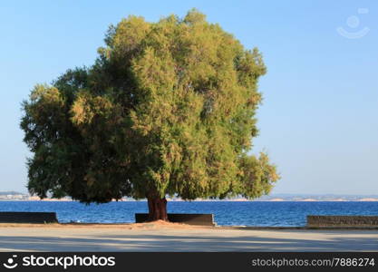 Scenic view of empty seafront with benches along it and huge green tree