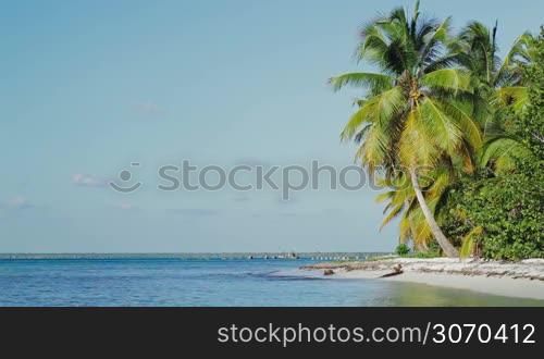 Scenic view of exotic beach. Shore with huge coconut palms and quiet sea against clear blue sky. Summer vacation in tropics