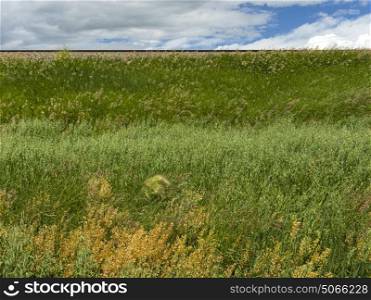 Scenic view of grassy field, Southern Alberta, Alberta, Canada