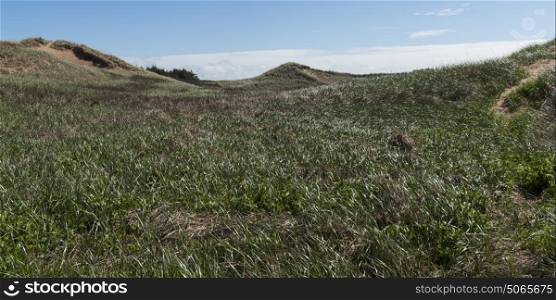 Scenic view of grassy hills, Green Gables, Cavendish, Prince Edward Island National Park, Prince Edward Island, Canada