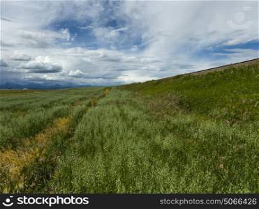Scenic view of grassy landscape, Southern Alberta, Alberta, Canada