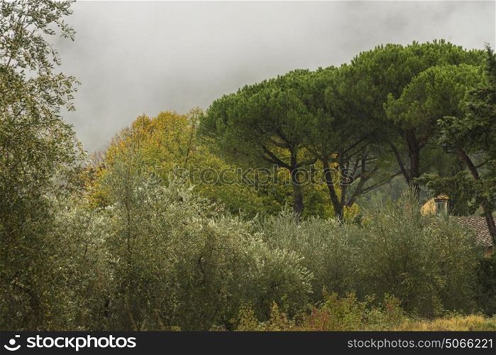Scenic view of house amidst trees, Tuscany, Italy