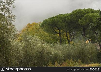 Scenic view of house amidst trees, Tuscany, Italy