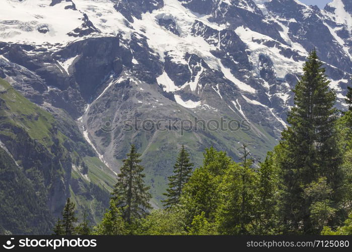 Scenic view of mountains and pine tree in Switzerland