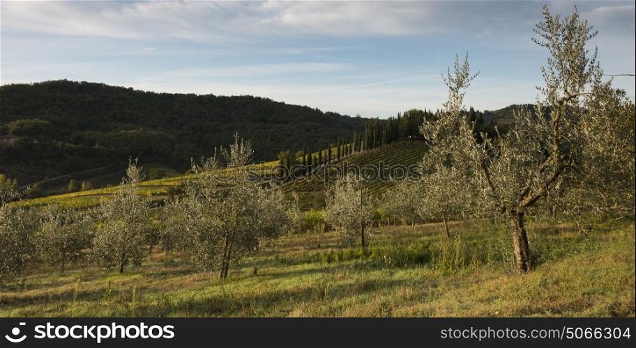 Scenic view of orchard and vineyard, Radda in Chianti, Tuscany, Italy