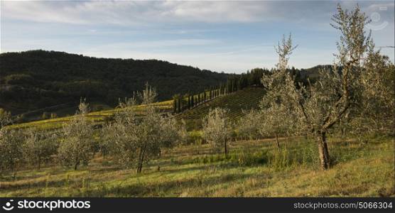 Scenic view of orchard and vineyard, Radda in Chianti, Tuscany, Italy