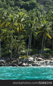 Scenic view of palm trees at seashore, Yelapa, Jalisco, Mexico