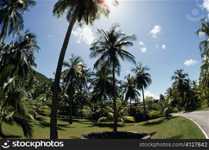 Scenic view of palm trees on a lawn, U.S. Virgin Islands