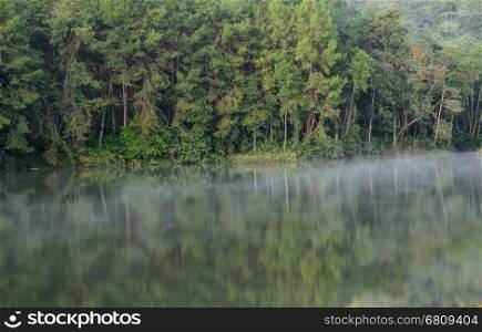 Scenic view of pine tree with fog over lake in the morning at Pang Oung national park in Mae Hong Son, Thailand