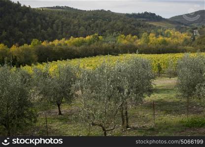 Scenic view of small trees growing in vineyard, Gaiole In Chianti, Tuscany, Italy