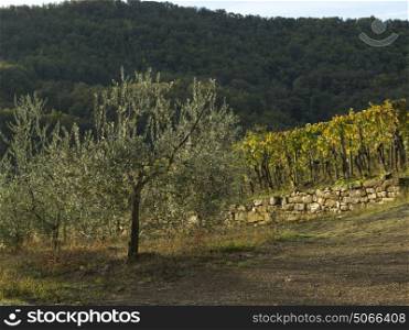 Scenic view of small trees growing in vineyard, Tuscany, Italy