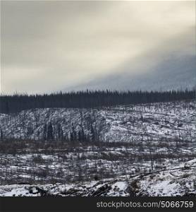 Scenic view of snow covered hill, Improvement District No. 12, Highway 16, Yellowhead Highway, Jasper, Jasper National Park, Alberta, Canada