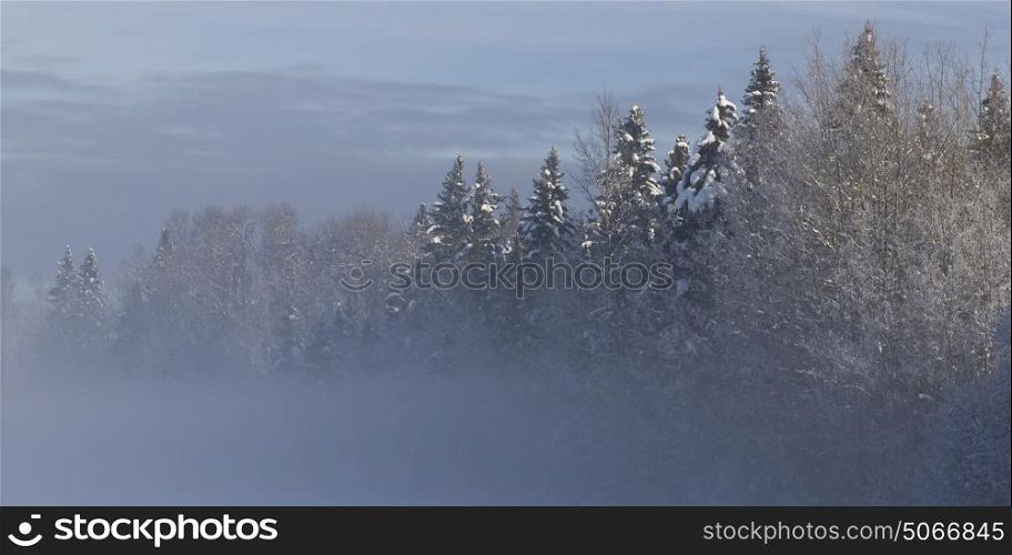 Scenic view of snow covered trees, Prince George, British Columbia, Canada
