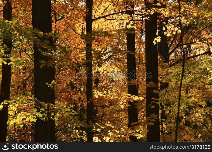 Scenic view of sunlit colorful forest in the fall