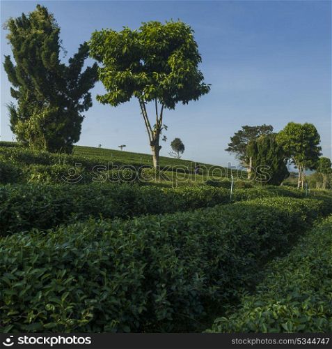 Scenic view of tea plantation, Chiang Rai, Thailand