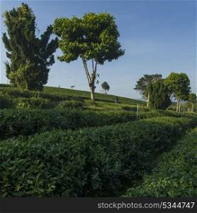 Scenic view of tea plantation, Chiang Rai, Thailand