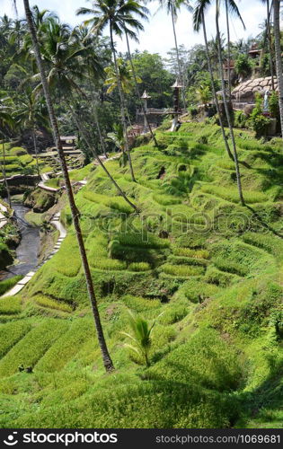 Scenic view of the lush green Tegallalang rice terraces in Ubud, Bali, Indonesia