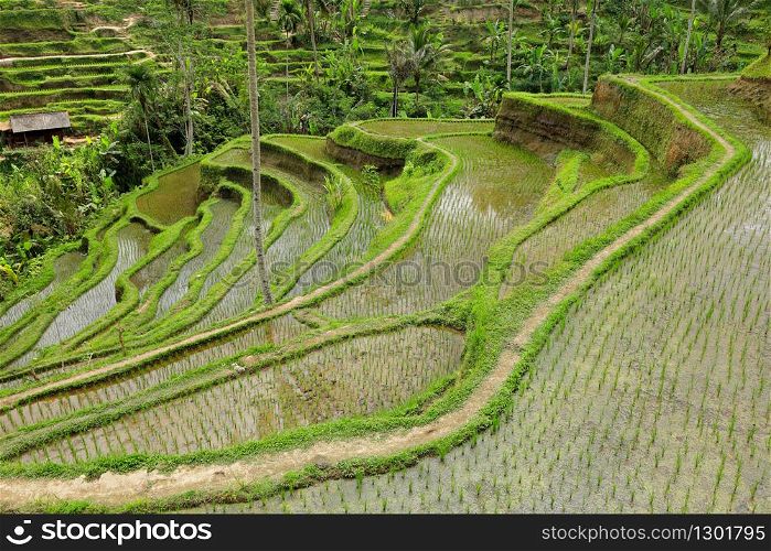 Scenic view of the lush green Tegallalang rice terraces in Ubud, Bali, Indonesia