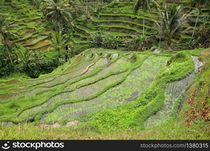 Scenic view of the lush green Tegallalang rice terraces in Ubud, Bali, Indonesia