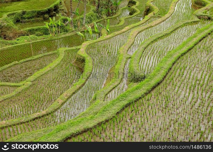 Scenic view of the lush green Tegallalang rice terraces in Ubud, Bali, Indonesia