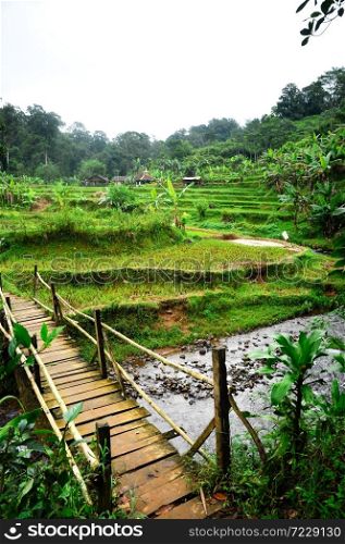 Scenic view of the rice terraces close to the river with rural wooden bridge. West Java, Indonesia