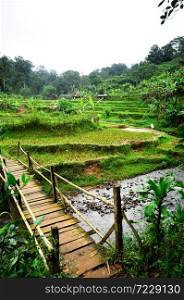 Scenic view of the rice terraces close to the river with rural wooden bridge. West Java, Indonesia