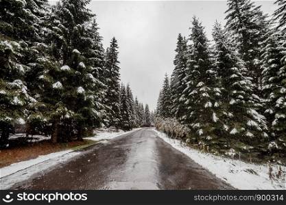 scenic view of the road with snow and mountain and giant trees background in winter season. scenic view of the road with snow and mountain and giant trees background in winter season. Morske Oko