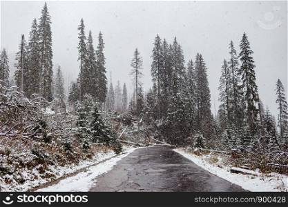 scenic view of the road with snow and mountain and giant trees background in winter season. scenic view of the road with snow and mountain and giant trees background in winter season. Morske Oko