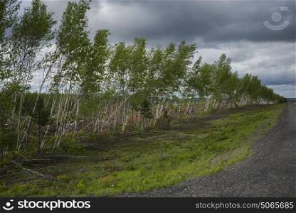 Scenic view of trees along country road, Boiestown, New Brunswick, Canada