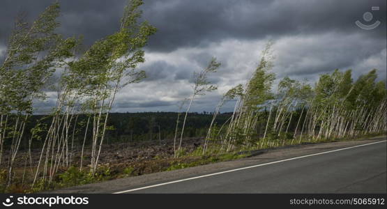 Scenic view of trees along country road, Nelson Hollow, New Brunswick, Canada