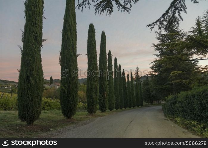 Scenic view of trees along country road, Tuscany, Italy
