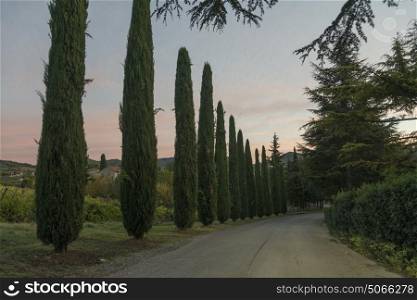 Scenic view of trees along country road, Tuscany, Italy