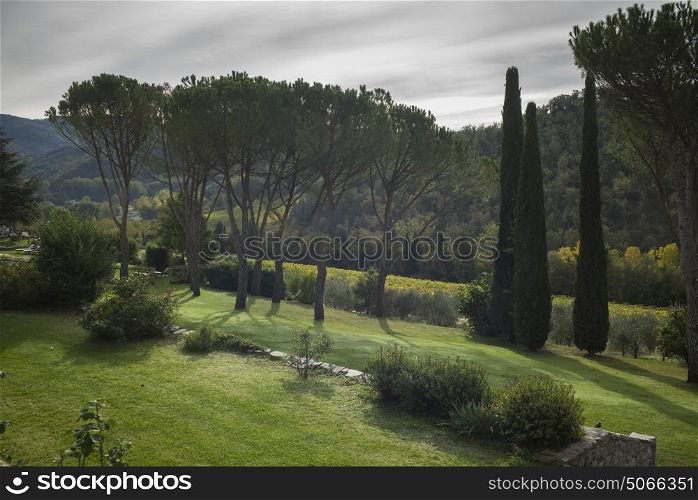 Scenic view of trees growing along farmland, Chianti, Tuscany, Italy