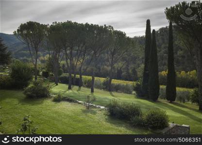 Scenic view of trees growing along farmland, Chianti, Tuscany, Italy