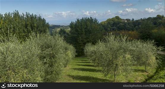 Scenic view of trees in an orchard, Chianti, Tuscany, Italy