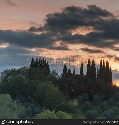 Scenic view of trees in forest during sunset, Siena, Tuscany, Italy