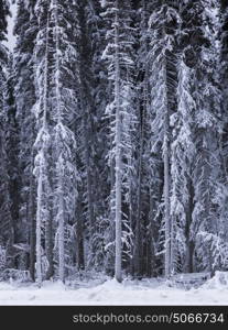 Scenic view of trees in snow covered forest, Alaska Highway, Northern Rockies Regional Municipality, British Columbia, Canada