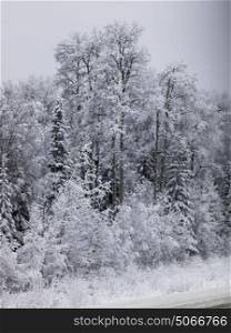 Scenic view of trees in snow covered forest, Alaska Highway, Northern Rockies Regional Municipality, British Columbia, Canada