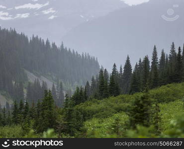 Scenic view of trees on mountain, Going-to-the-Sun Road, Browning, Glacier National Park, Glacier County, Montana, USA