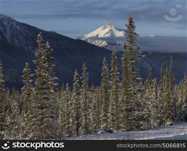 Scenic view of trees with mountain range in the background, Alaska Highway, Northern Rockies Regional Municipality, British Columbia, Canada