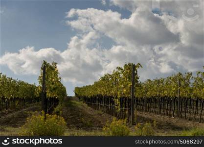 Scenic view of vineyard against cloudy sky, Tuscany, Italy