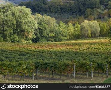 Scenic view of vineyard, Chianti, Tuscany, Italy