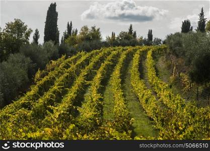Scenic view of vineyard, Gaiole in Chianti, Tuscany, Italy