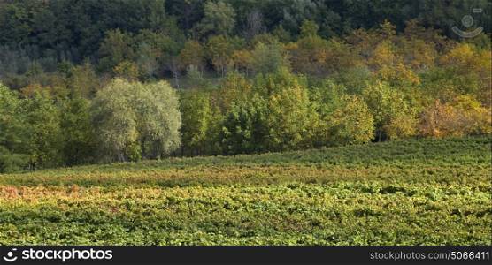 Scenic view of vineyard in autumn, Chianti, Tuscany, Italy