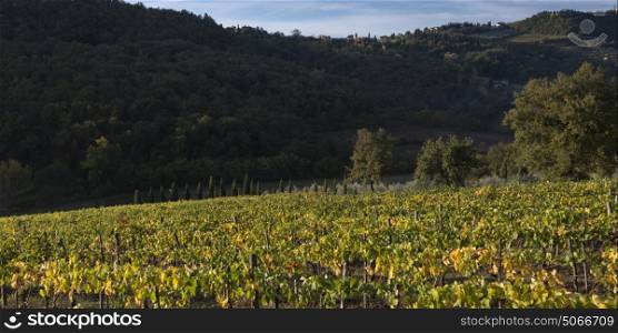 Scenic view of vineyard in valley, Radda in Chianti, Tuscany, Italy